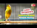 Download Lagu Masteran Burung Kenari Gacor Ngerek Panjang! Lagu Istimewa Ini Cocok Untuk Masteran Kenari PAUD Anda