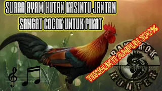 suara ayam hutan kasintu jantan sangat cocok untuk pikat