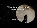 Download Lagu Why do wolves howl at the Moon?