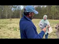 Download Lagu Kangaroo at Morisset NSW Sydney