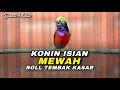 Lagu KONIN MEWAH ROLL TEMBAK FULL ISIAN COCOK UNTUK MASTERAN SEGALA JENIS BURUNG TERUTAMA KOLIBRI NINJA