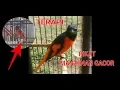Download Lagu 5 MENIT GAK BUNYI LEPASIN AJA, PIKAT BURUNG MANTENAN AUTO GACOR