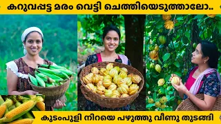 കറുവപ്പട്ട മരം വെട്ടി ചെത്തിയെടുത്താലോ..@saranyasbeautyvlogs 