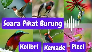 suara pikat burung kecil kolibri kemade dan pleci auto nyamper