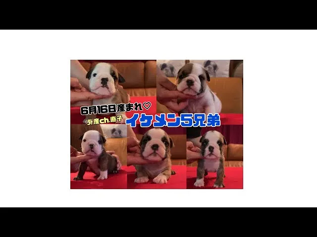 動画