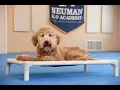 Suter Goldendoodle Boot Camp Dog Training Demonstration