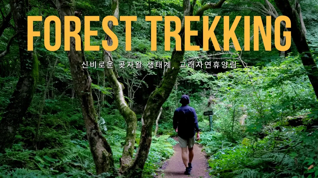 걷기 좋은 명품 숲길, 교래자연휴양림🛤 산림 트레킹ㅣJEC サムネイル