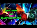 Alamin Ang Sekreto Ng Blueface Hatch Ang Lahi Na Naghahari Sa Mundo Ng Hatch Fighting