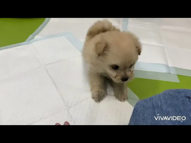 動画