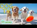 Download Lagu DOG TV: All-Day Anti-Boredom Videos for Dogs to Watch When Home Alone - Best Happy Music for Dogs