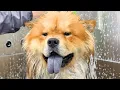 Download Lagu When Your Client Is A Chow Chow With The Personality Of A Golden Retriever