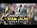 Download Lagu 6 Warna Bulu Ayam Jalak Yang Paling Populer