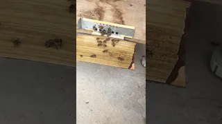 النحل ضد الدبور الهورنيت متآبعهہ ف ضلآ ۆلي س امرا لايك اشتراك Like اعجاب للفيديو وانضمام بالقناة 