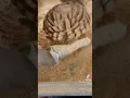 Outback bloomin onion how it s made