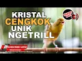 Download Lagu #1🔴 Suara Kristal Jernih Kenari Gacor Cengkok Unik Ngetril Ngetril❗️