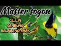 Download Lagu MASTERAN SOGON ISIAN CILILIN SAMBUNG BELALANG EMAS#sogon #sogongacor #sogonisian #sogonjuara
