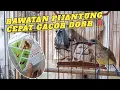 Download Lagu Rawatan pijantung pisang - Cepat bunyi gacor dorr