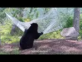 MAMA BEAR CONQUERS THE HAMMOCK!