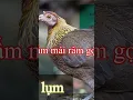 Download Lagu Mái râm gọi trống VIP/tiếng gà rừng mái gọi trống/tiếng gà rừng #shorts