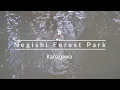 Beautiful yellow carpet of ginkgo leaves - Negishi Forest Park【神奈川･根岸森林公園】
