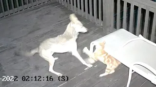 WILD Fearless cat at faces off with coyote He was a fighter
