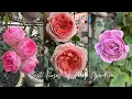 Lagu Best Roses of My Garden: Part 1| David Austin, Kordes, Tantau roses and more