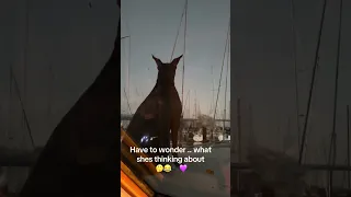 .. #fyp #dream #youtube #doberman #pets