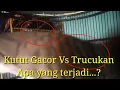 Download Lagu Trucuk VS Kutut  Siapakah yang menang...?