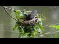 Download Lagu White breasted Waterhen - A video by Asim Mitra