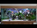 Download Lagu Angelfish tank | tropical aquarium | freshwater tank