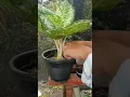 Lagu Tinatanggal ang mga naninilaw na dahon sa pinagputulang Aglaonema habang ito’y pinapaugat.#plantcare