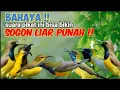 Download Lagu Suara Pikat Sogon Paling Berbahaya Bikin Sogon Liar Heboh Berdatangan