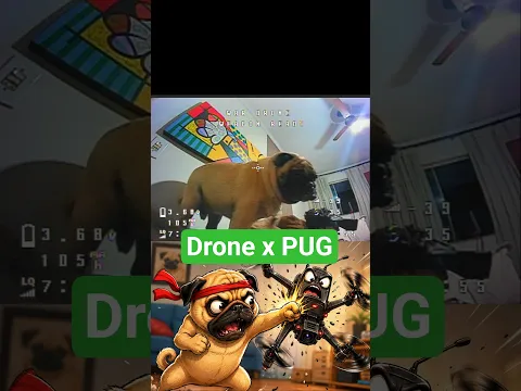 Drone x Pug. Quem vence? 😂 #humor