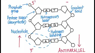 A1 2 6 Drawing the structure of DNA