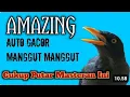 Download Lagu TERAPI SUARA JALAK KEBO GACOR| Pancingan Dan Masteran Jalak Kebo Agar Cepat Gacor.Putar Suara Ini,