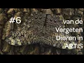 Download Lagu # 6 van de Vergeten Dieren in ARTIS