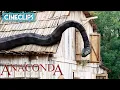 Download Lagu Killer Anaconda! | Anaconda 3: Offspring | CineStream