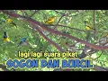 Download Lagu Suara Kombinasi Sogon Ribut,Sirtu Dan Prenjak Ribut Untuk Pikat Burcil