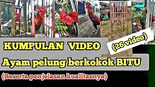 kumpulan suara kokok ayam pelung bitu dan penjelasan kualitas di tiap kokoknya pemula wajib nonton