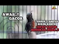 Download Lagu KOLIBRI NINJA GACOR FULL TEMBAKAN ❗ ROLL NEMBAK ISIAN MEWAH - AMPUH BUAT PANCINGAN \u0026 TERAPI KONIN