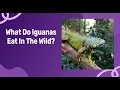 What Do Iguanas Eat In The Wild