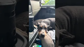 #fyp #dream #doberman #pets #youtube