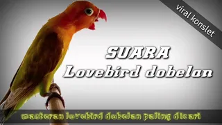 Download masteran lovebird dobelan (semoga cocok dengan lovebird anda) MP3