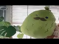 Squishmallows Original 24 Inch Charles Pickle with Mustache Review