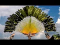 Download Lagu Wonderful Trees in the World (HD1080p)