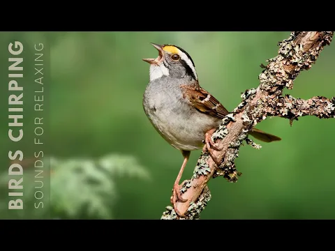 Download MP3 Beautiful Birds Singing - Relaxing Bird Sounds, Morning Symphony for a Refreshing Start