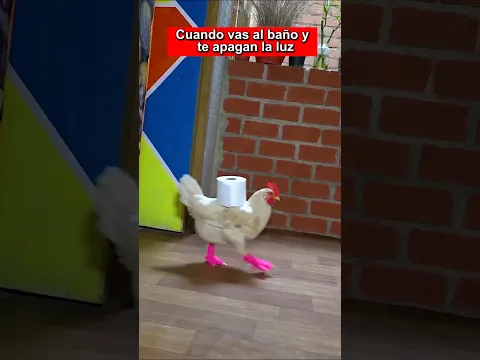 Cuando vas al baño #gallos #LinoElGalloConBotas #mascotas #pets