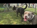 Shawano Humane Society Partners with Florida Group to Help Dogs