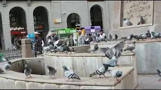 ماهر زين شوفت ياما شاهد الوصف ما اجمل الصوت والمشهد  ماهر زين شوفت ياما شاهد الوصف ما اجمل الصوت والمشهد