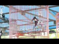 Download Lagu MURAI BATU GACOR FULL ISIAN TEMBAKAN MEWAH SANGAT AMPUH MELATIH MURAI BATU BONGKAR ISIAN